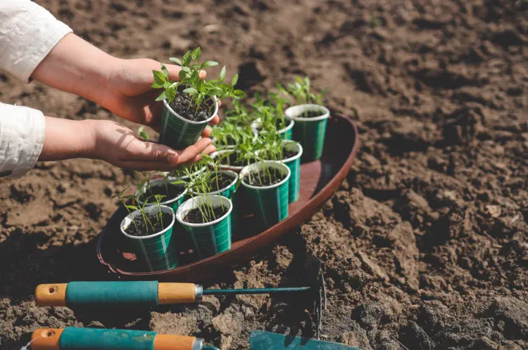 Top 7 Easy to Grow Vegetables for Beginners